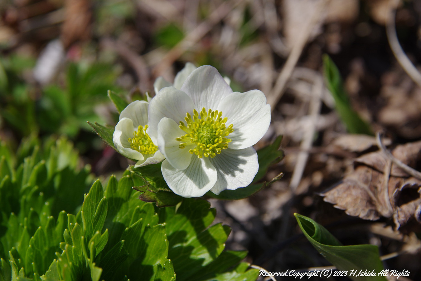 【1グループ貸し切り♪】桃岩知床コース～初心者にもおすすめ～