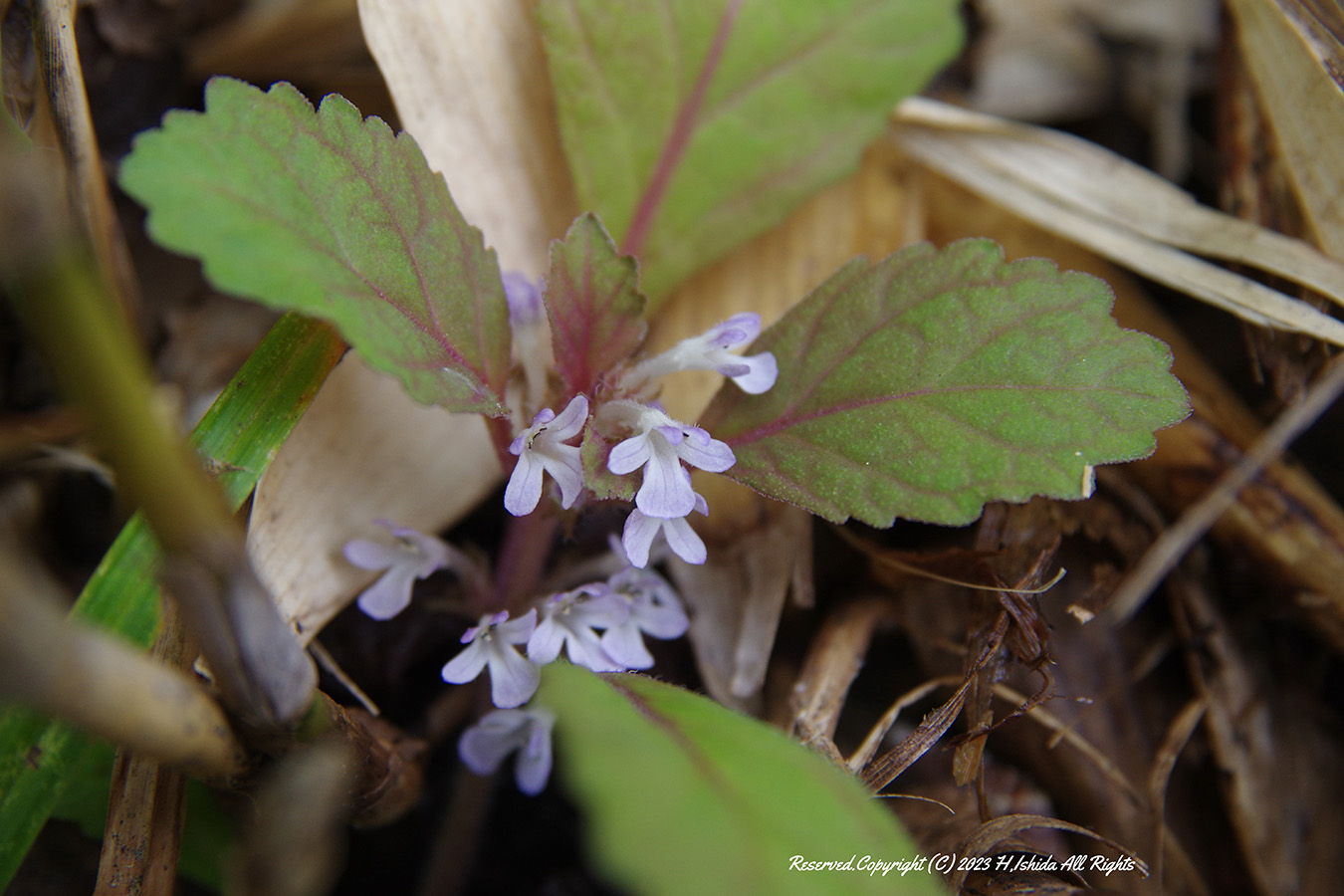 【1グループ貸し切り♪】桃岩知床コース～初心者にもおすすめ～