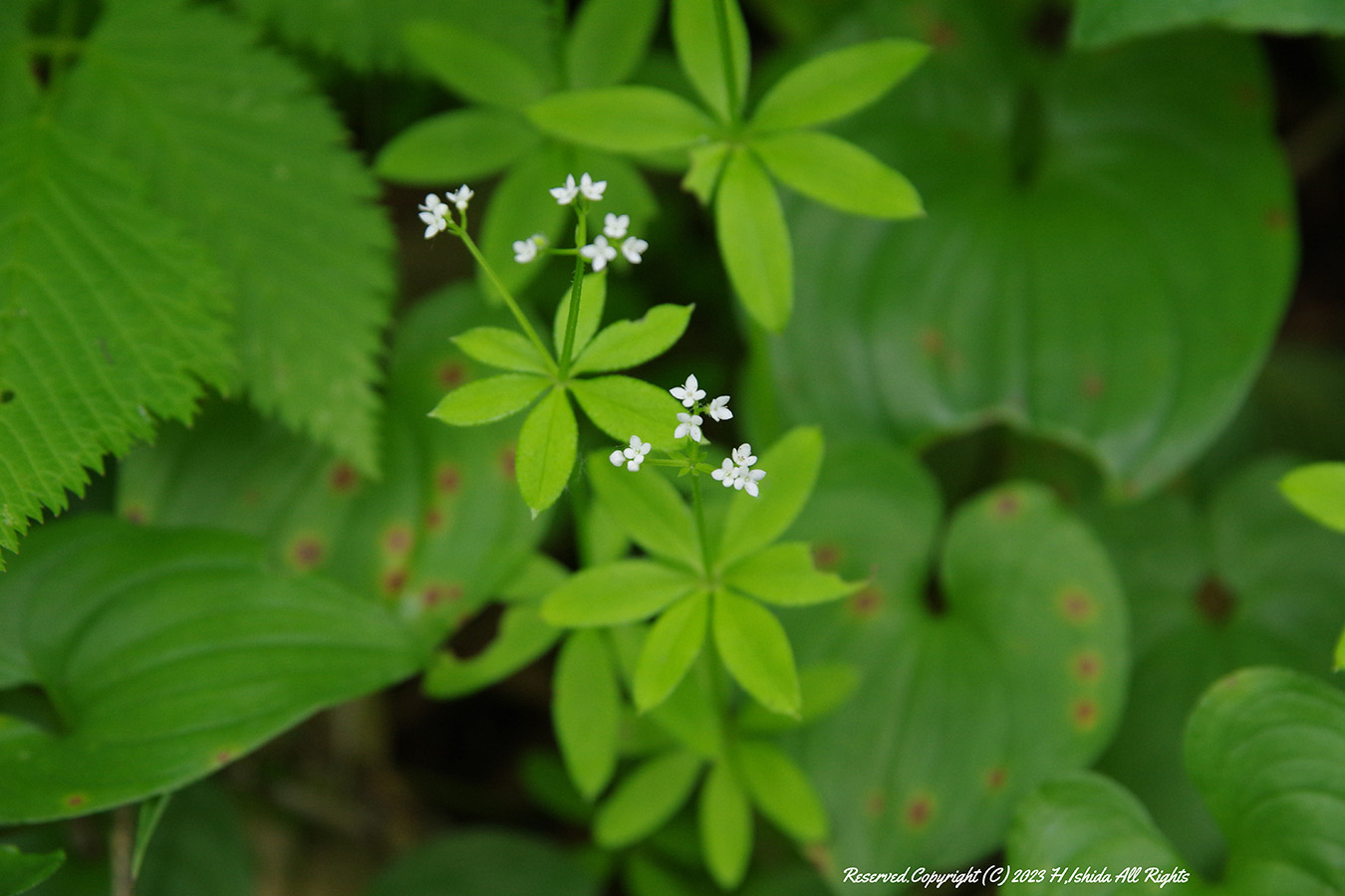 【1グループ貸し切り！】礼文林道コース（ウスユキ群生地往復）～初心者にもおすすめ～