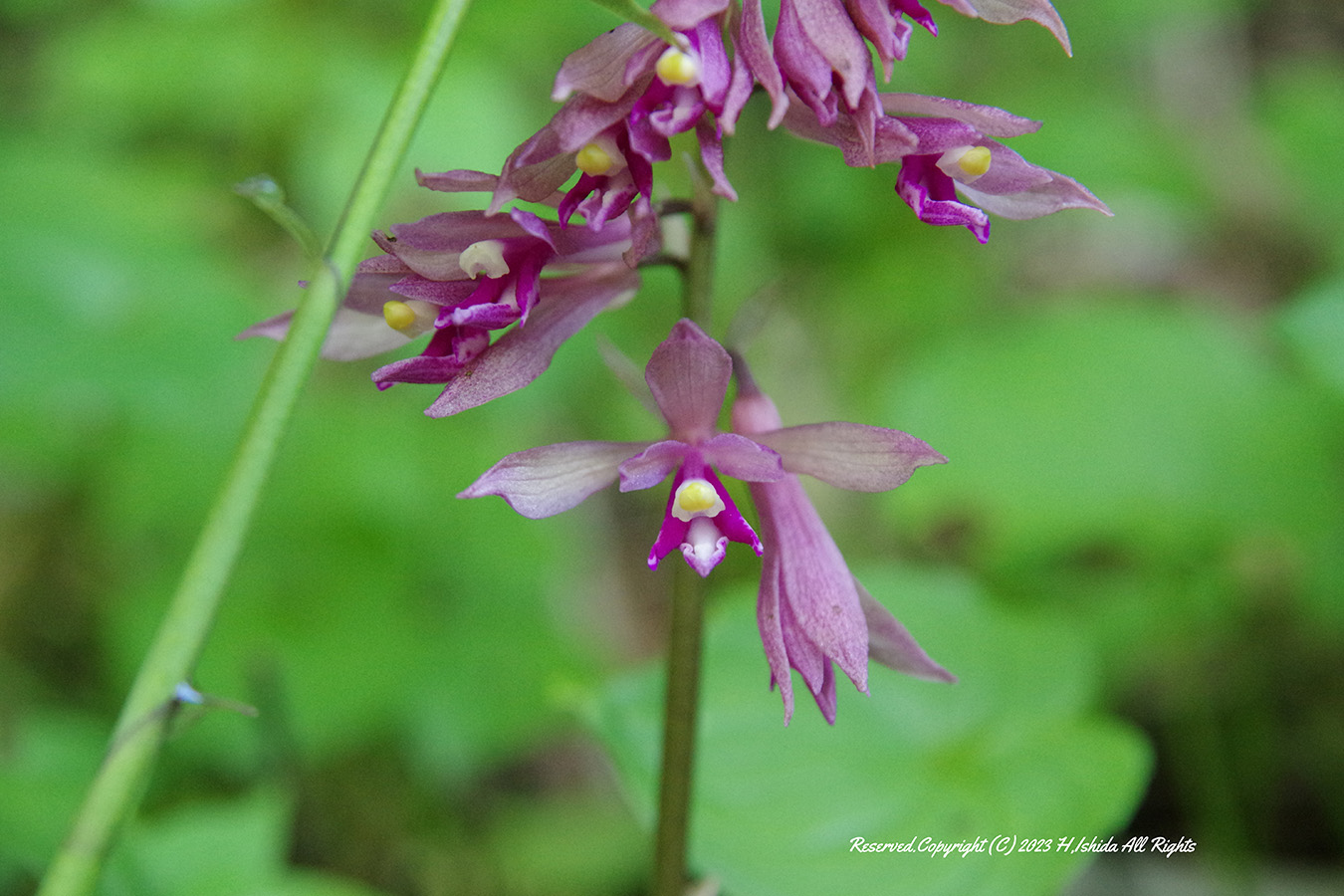 【1グループ貸し切り！】礼文林道コース（ウスユキ群生地往復）～初心者にもおすすめ～