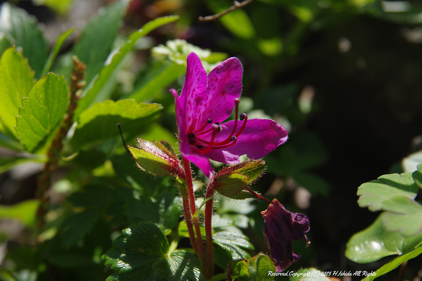 【1グループ貸し切り！】礼文林道コース（ウスユキ群生地往復）～初心者にもおすすめ～