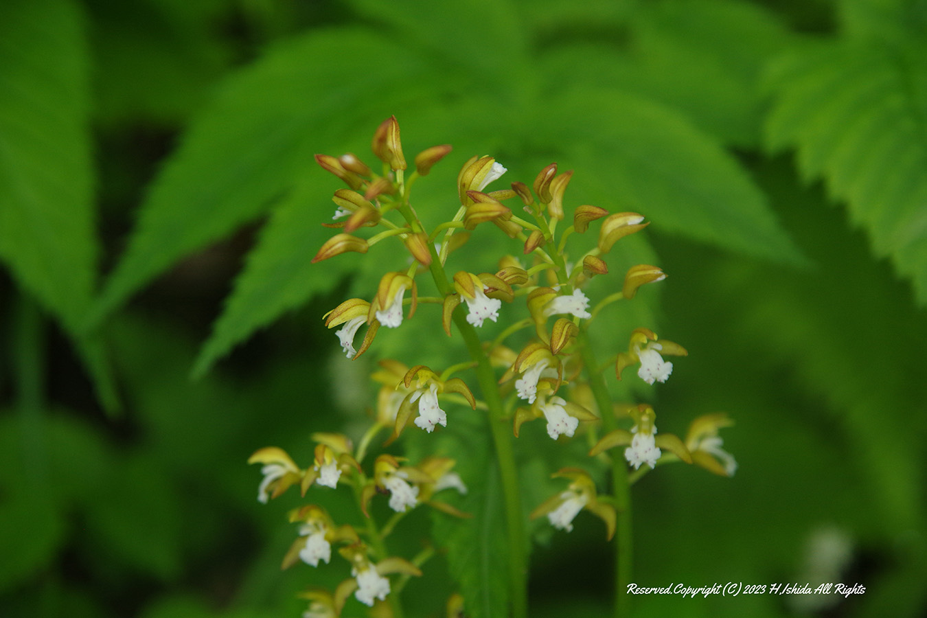 【1グループ貸し切り！】礼文林道コース（ウスユキ群生地往復）～初心者にもおすすめ～