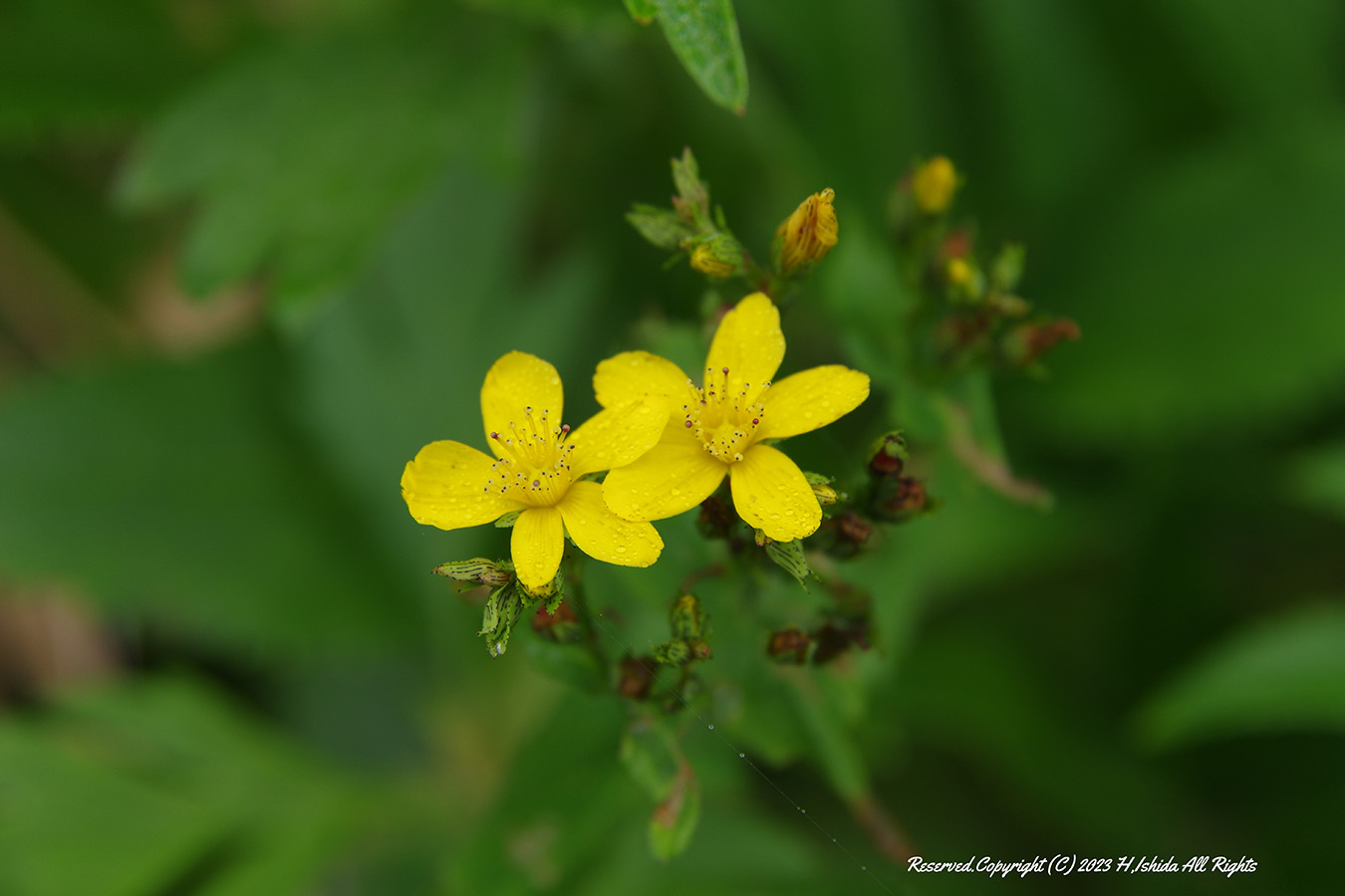 【1グループ貸し切り！】岬めぐりコース～礼文の3つの岬を巡ろう！
