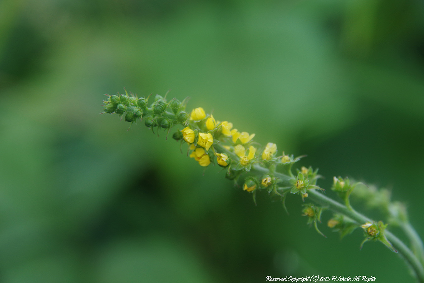 【1グループ貸し切り！】岬めぐりコース～礼文の3つの岬を巡ろう！
