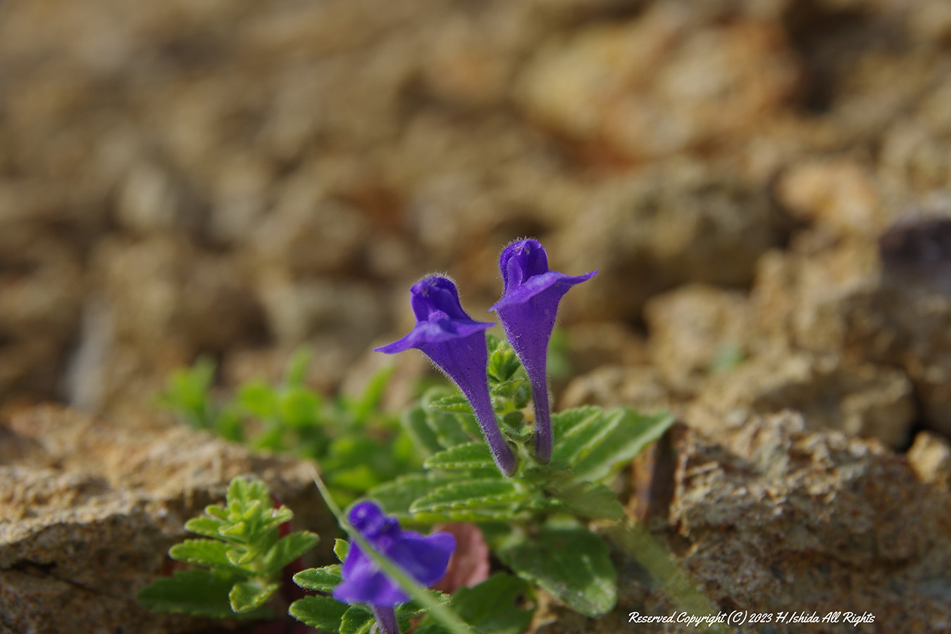 【1グループ貸し切り！】岬めぐりコース～礼文の3つの岬を巡ろう！