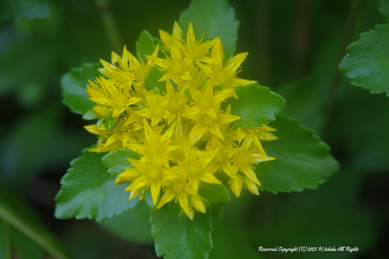 【1グループ貸し切り！】岬めぐりコース～礼文の3つの岬を巡ろう！